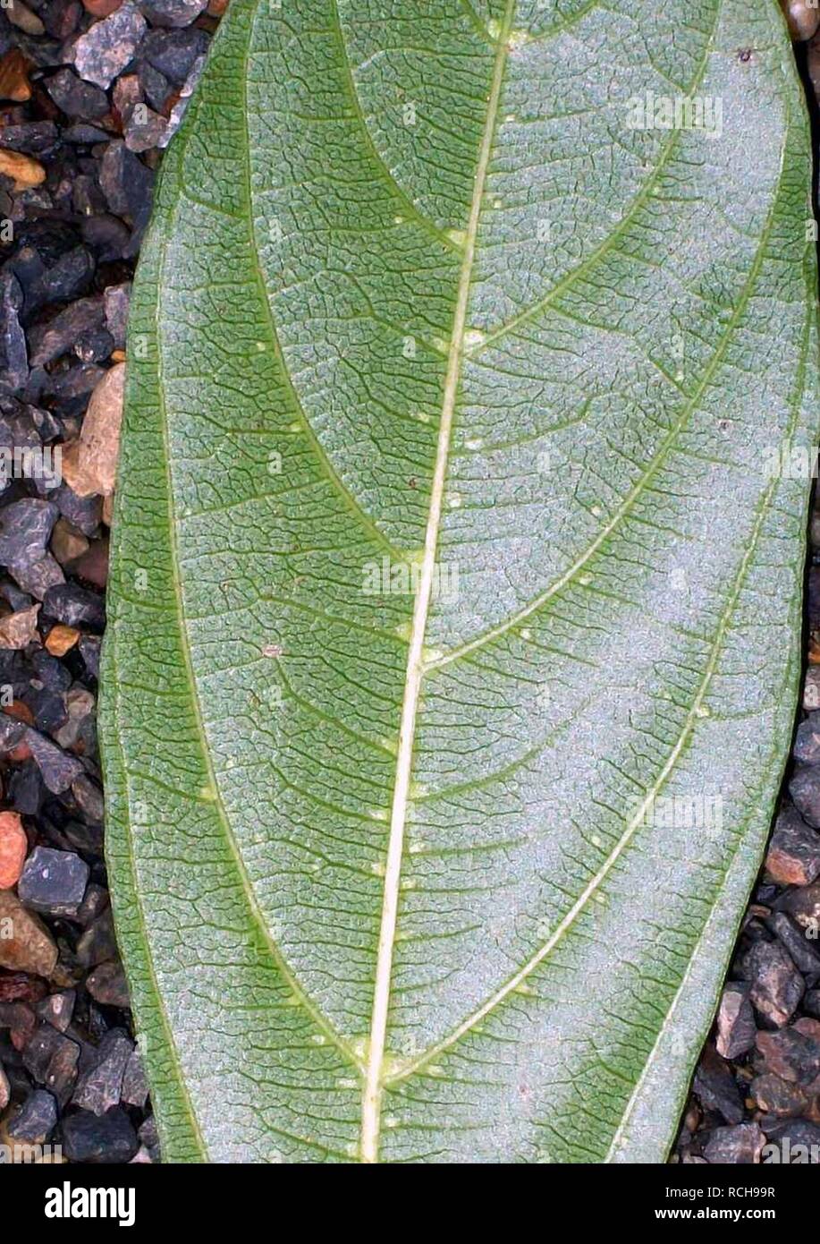 Alangium villosum subsp polyosmoides leaf. Stock Photo