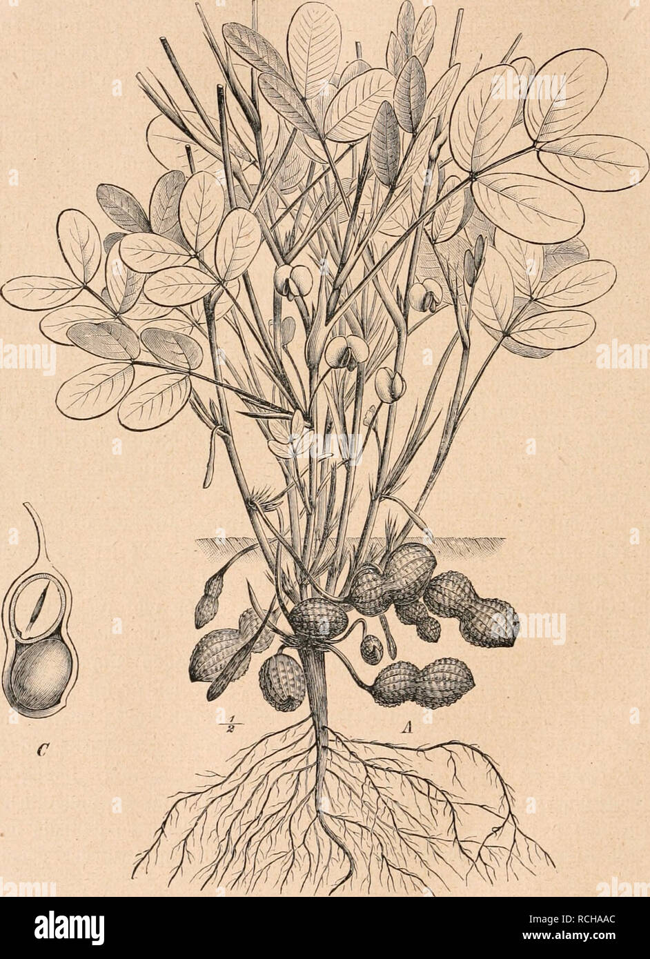 G c reticulata hires stock photography and images Alamy