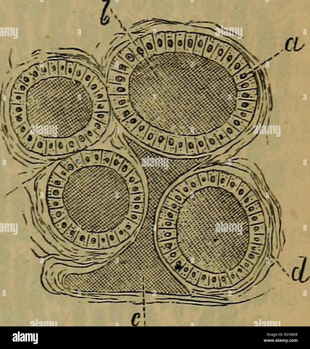 Thyroid gland capsule hires stock photography and images Alamy