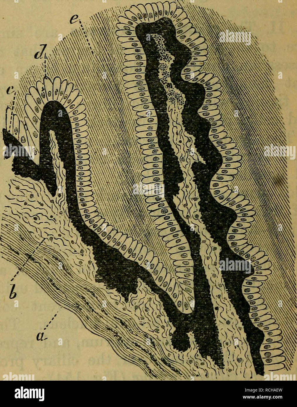 Elements of histology. Histology. 3°4 Elements of Histology. [Chap, xxxvn.  in are structure; the spaces between its lamellae lined with endothelium,  and represent lymph spaces (Schwalbe). (2) Next follows an elastic