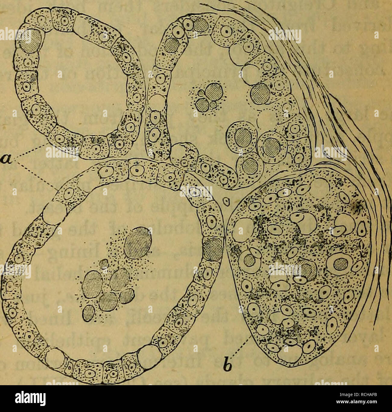 Active Mammary Gland Histology