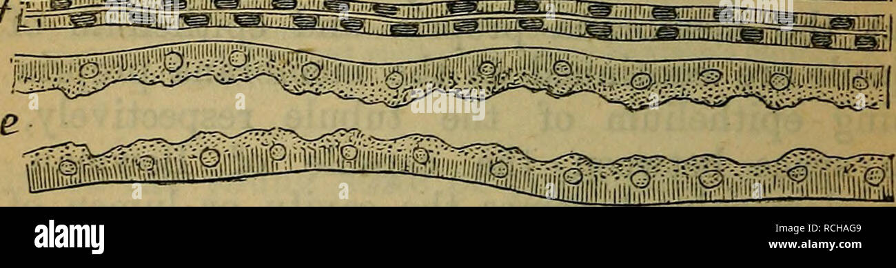 . Elements of histology. Histology. Fig. 135.—From a Vertical Section through, the Kidney of Dog, showing part of the Labyrinth and the adjoining Medullary Ray. a, The capsule of Bowman; the capillaries of the glomerulus are arranged in lobules; n, neck of capsule; b, irregular tubule; c, proximal convoluted tubules; d, a collecting tube ; e, part of the spiral tubule ; /, portion of the ascending limb of Henle's loop-tube; d, e, / form the medullary ray. (Atlas.) mouse—they already have begun in the Malpighian corpuscle. The outer part of the cell protoplasm—i.e.,. Please note that these imag Stock Photo