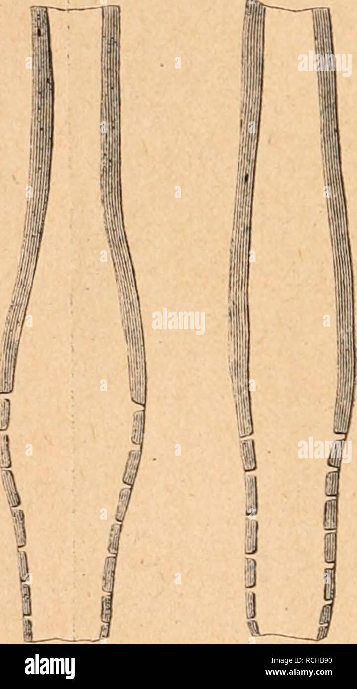 . Die Rohstoffe des Pflanzenreichs : versuch einer Technischen Rohstofflehre des Pflanzenreiches. Botany, Economic. 152 Siebzehnter Abschnitt. Fasern. Länge des Haares steigt bis auf 5,6 cm. Die maximalen Durchmesser der einzelnen Haare schwanken zwischen 49—92 (t. Die Wanddicke ist stärker als bei den beiden schon beschriebenen Haaren und steigt gegen den Grund zu bis auf 5,9 /a. Die Haare von Strophanthus zeigen am Grunde große Poren in der Zellwand (Fig. 29). Die Samenhaare dieser Pflanze sind fast ganz wohlerhalten, der Grund dafür liegt in der größeren Festigkeit, welche durch die relativ Stock Photo