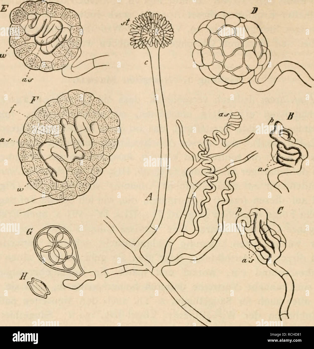 . Die pilze in morphologischer, physiologischer, biologischer und systematischer beziehung. Fungi. Die Pilze.. (B. 749.) Fig- HI- Entwickelung von Aspergillus repens (zugleich für A. glaucus geltend) nach de Bary. A Mycel- ast mit Conidienträger c und jungen Ascogonen a s. B Schraubiges Ascogon a s mit dem ersten Hüllzweig p und einem zweiten. C älteres Exemplar, die Zahl der um das Ascogon wachsenden Hüllzweige vermehrt. D Junges Perithecium von aussen gesehen. E Dasselbe. F anderes junges Perithecium im optischen Längschnitt, in E die Bildung des Füllgewebes be- ginnend, zi&lt;a die Aussenwa Stock Photo