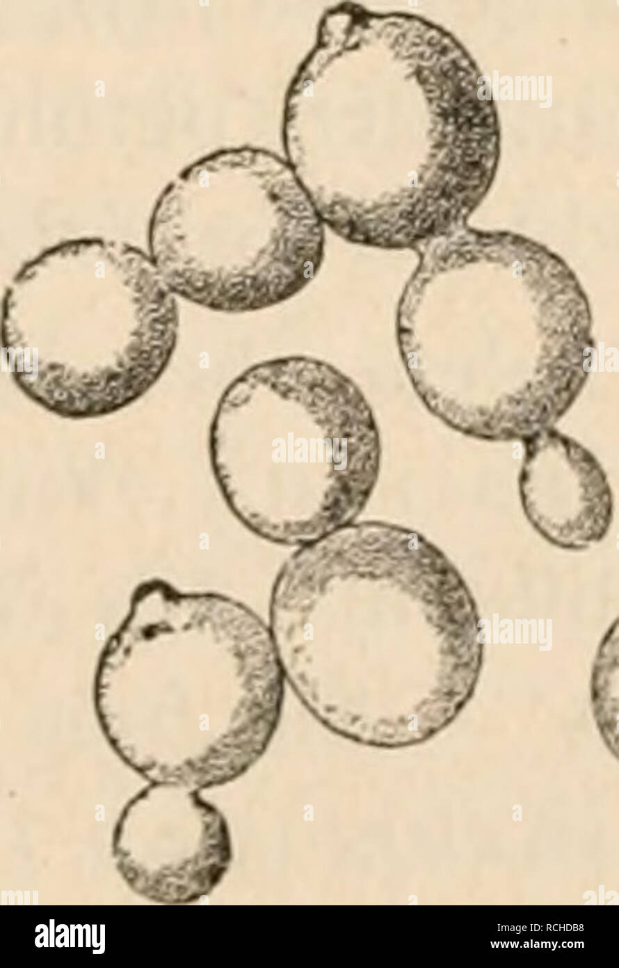 . Die pilze in morphologischer, physiologischer, biologischer und systematischer beziehung. Fungi. Fig. I (B. 719.) Saccharo7nyces cerevisiae I Hansen, und einzelne Zellen aus bei 34- würze herangezüchteten Kahmhäuten 1000 fach. Sprossverbände 20° C. auf Bier- Nach Hansen, H. aus alter Gattung I. SaccJiaroinyces Reess. I. S. cerevisiae I HANSEN. Eine von nglischer (in den Brauereien Londons und Edinburghs eingebürgerter) Oberliefe. (B. 720.) Fig. 112. SaccJiaromyces cerevisiae I Hansen. Sprossverbände aus dem Bodensatze einer Cultur in Bierwürze. Grosse runde Zellen. Nach Hansen, looofach. rei Stock Photo