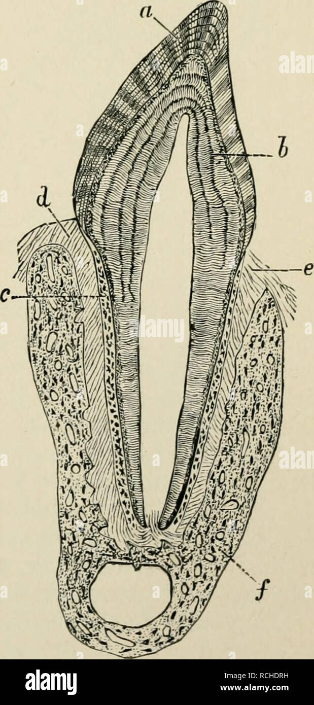 . Elements of histology. Histology. 275 CHAPTER XXIII. THE TEETH. 218