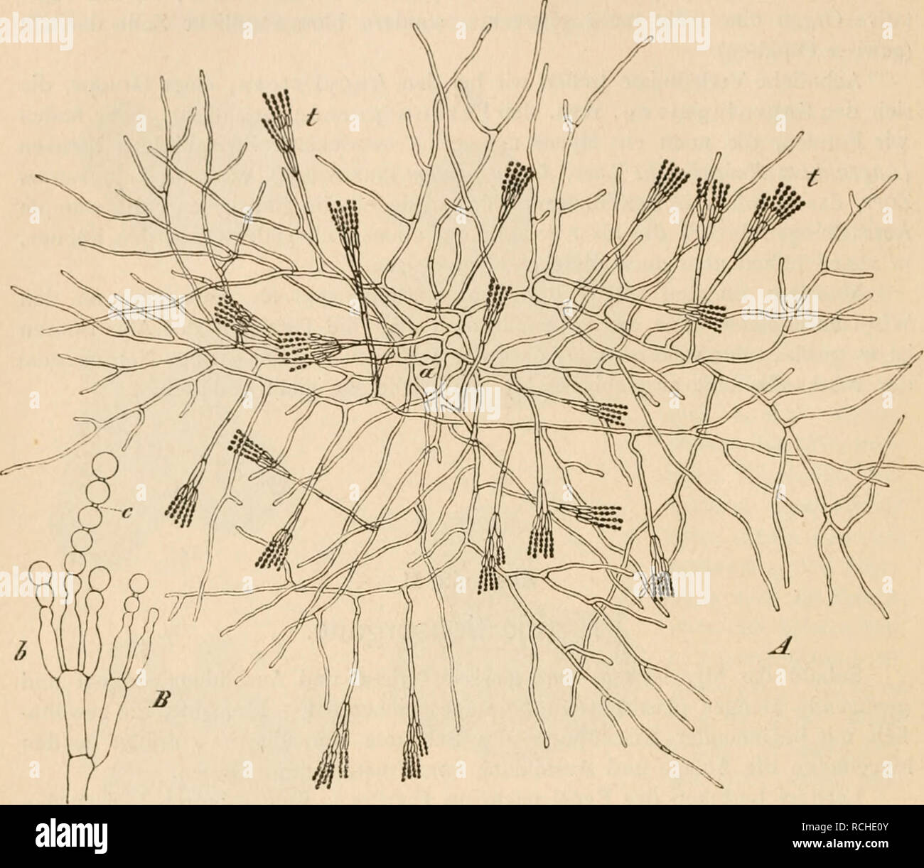 . Die pilze in morphologischer, physiologischer, biologischer und