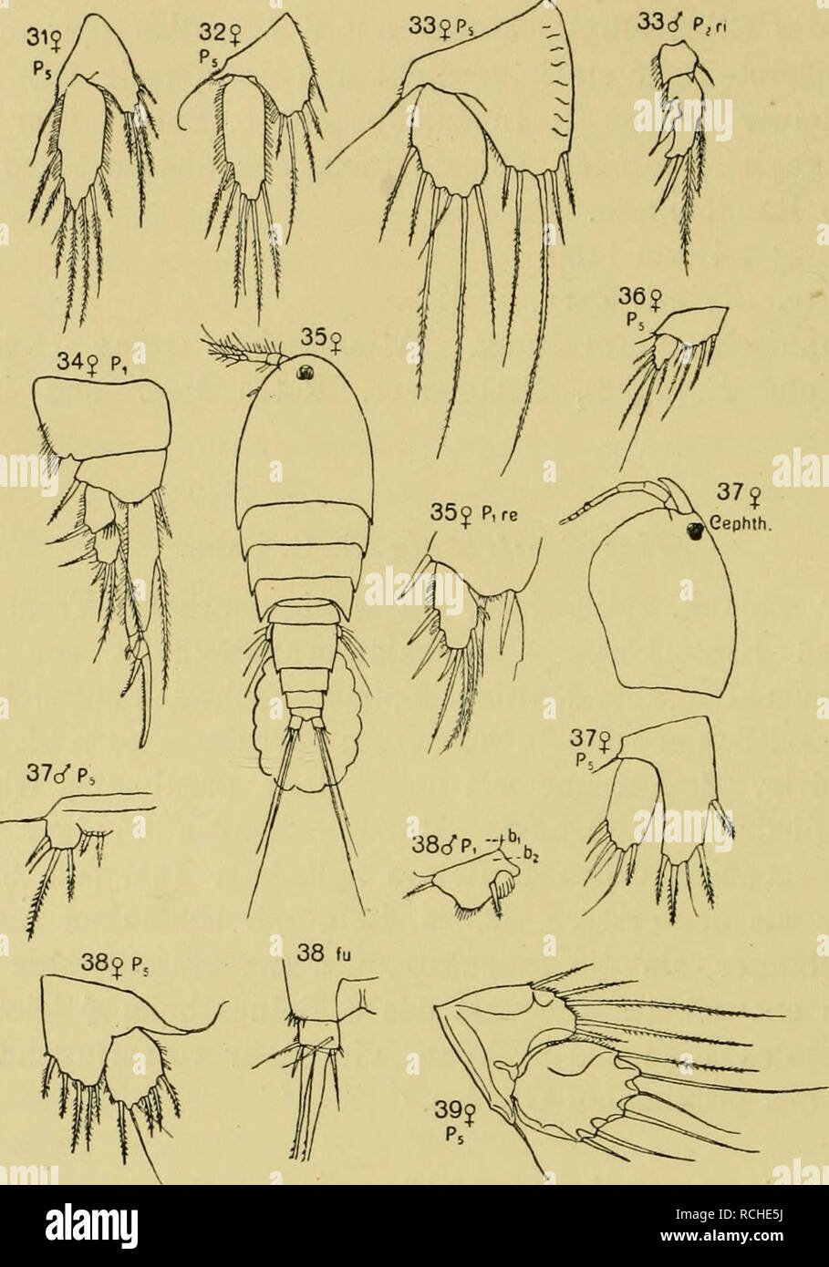 . Die Planctoncopepoden der Adria. Versuch einer faunistischen Übersicht. 592 Otto Pesta,. Fig. L. 31 Microthalestris forficula (Claus). 32 M. lifforalis G. 0. Saks. 33 Dactylo- pusia tfmboides (Claus). 34 Westwoodia assimilis G. 0. Sars. 35 W. nobilis (Baied). 36 W. pygmaea {Scott). 37 Dlosaccus tenuicornis {Ci.avs). 38 Amphiascus abyssi (Bokck). 39 A. cinctiis (Claus). [Alle Figuren nach G. 0. Sabs.J den Thoracalsegmente zusammen, Epimeren nicht selir hoch, gebogen. Eostrum schmal lanzettförmig. Epimeren des 2.—5. Thoracal- segments klein, hinten abgerundet. 5. Thoracalsegment kaum schmäler  Stock Photo
