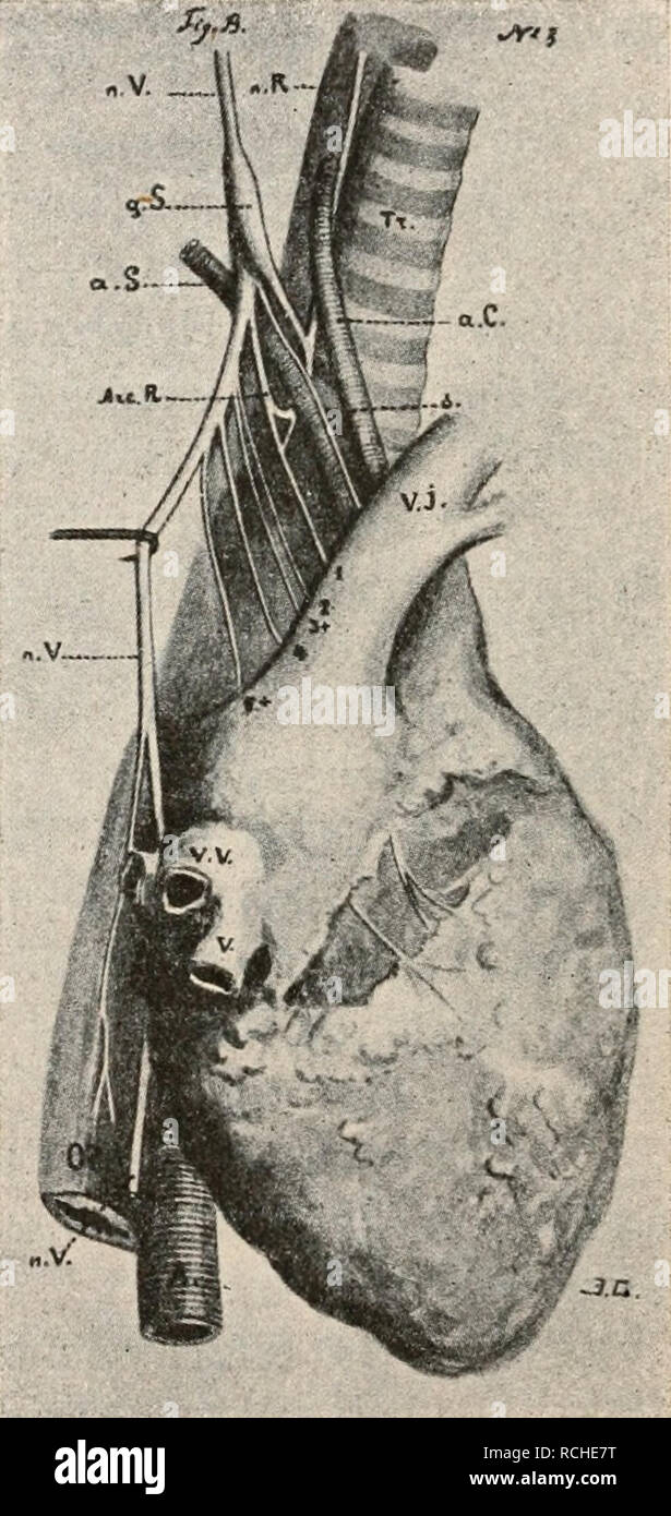 . Die Physiologie des Kreislaufes. Cardiovascular system. Fig. 311. Herznervensystem bei Emys caspica. [ Nach Dogiel und Archangelsk}/•. Gs, Gangl. cerv. sup.; G. V., Oangl. N. vagi; V, N. vagus; S, N.sympathicus; Gcf, Qangl. cerv. inf.; Gttn, Oangl. med.; Gt, Gangl. thor. prim. und Plexus brach.; RrV, Rami N. vagi; a, das Herz; aC, Carotis. Verlauf, oder endlich er gesellt sich dem Vagus bei, um ihn dann aufs neue zu verlassen. In der Höhe des 5. oder 6. Halswirbels trennt er sich vom Vagus, indem er einen lateral und abwärts gerichteten Ver- lauf einschlägt. Von dessen Ganglien gehen in be-  Stock Photo