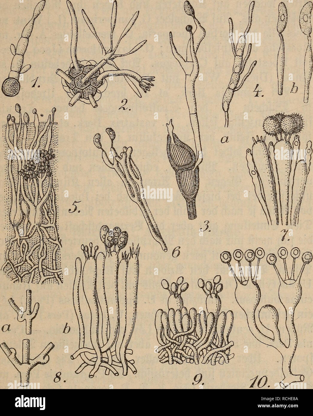 . Die pilze, eine einfu?hrung in die kenntnis ihrer formenreihen ... Fungi. Basidiomycetes. 99. LI 8- %&amp;. K. 1. Ustilago avenae. ,£&gt;emtöafibie. 2. Urocystis violae. ^emiBafibie. 3. Puccinia graminis. S5afibte. 4. Auricularia auricula judae. a) iöajibte, b) Stetigmen mit (Sporen. 5. Tremella lutescens, duerfcf&gt;ttitt burdj ba§ SBaftbienlaßet, mit ®OTtibien. 6. Calocera viscosa. SBafibien. 7. Aleurodisciis amorphus. ©ajtbien. 8. Merulius lacrimalis, a^ (Scfynallenseiletx, b) SJafibien. 9. Fomes annosus, ©afibien. 10, Bovistaplumbea, Söaftbten. (2nie§ttad)@TtgIer*$rcmtI, 9lat. ^Sflariäe Stock Photo