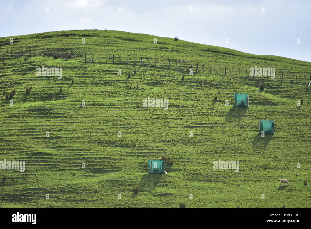 Hill with steep slopes covered with fresh green grazed grass. Note nets protecting young trees and bushes from being grazed too. Stock Photo