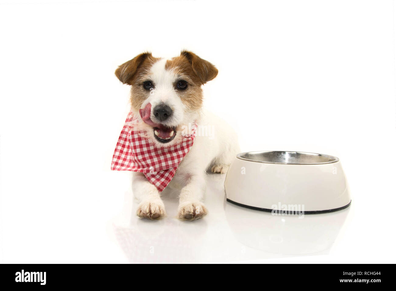 DOG LICKING WITH TONGUE AFTER EAT. SITTING NEXT TO A EMPTY BOWL