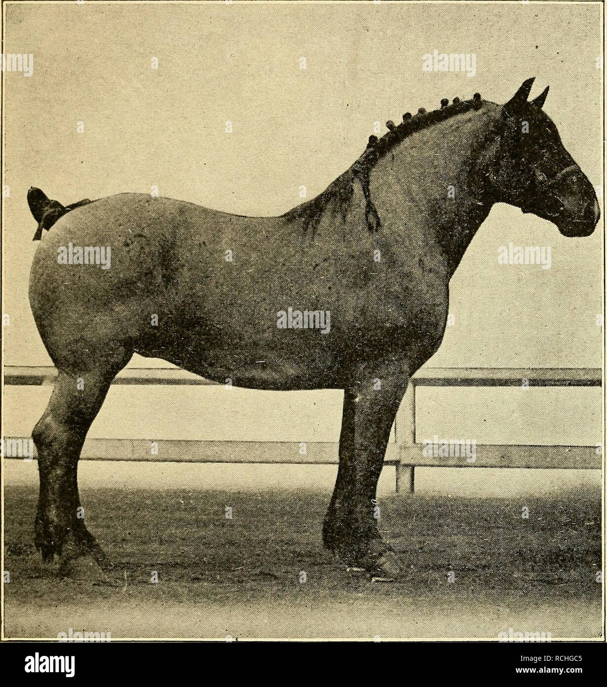 . Elements of hippology. Horses. ELEMENTS OF HIPPOLOGY. 13. Figure 4.—A