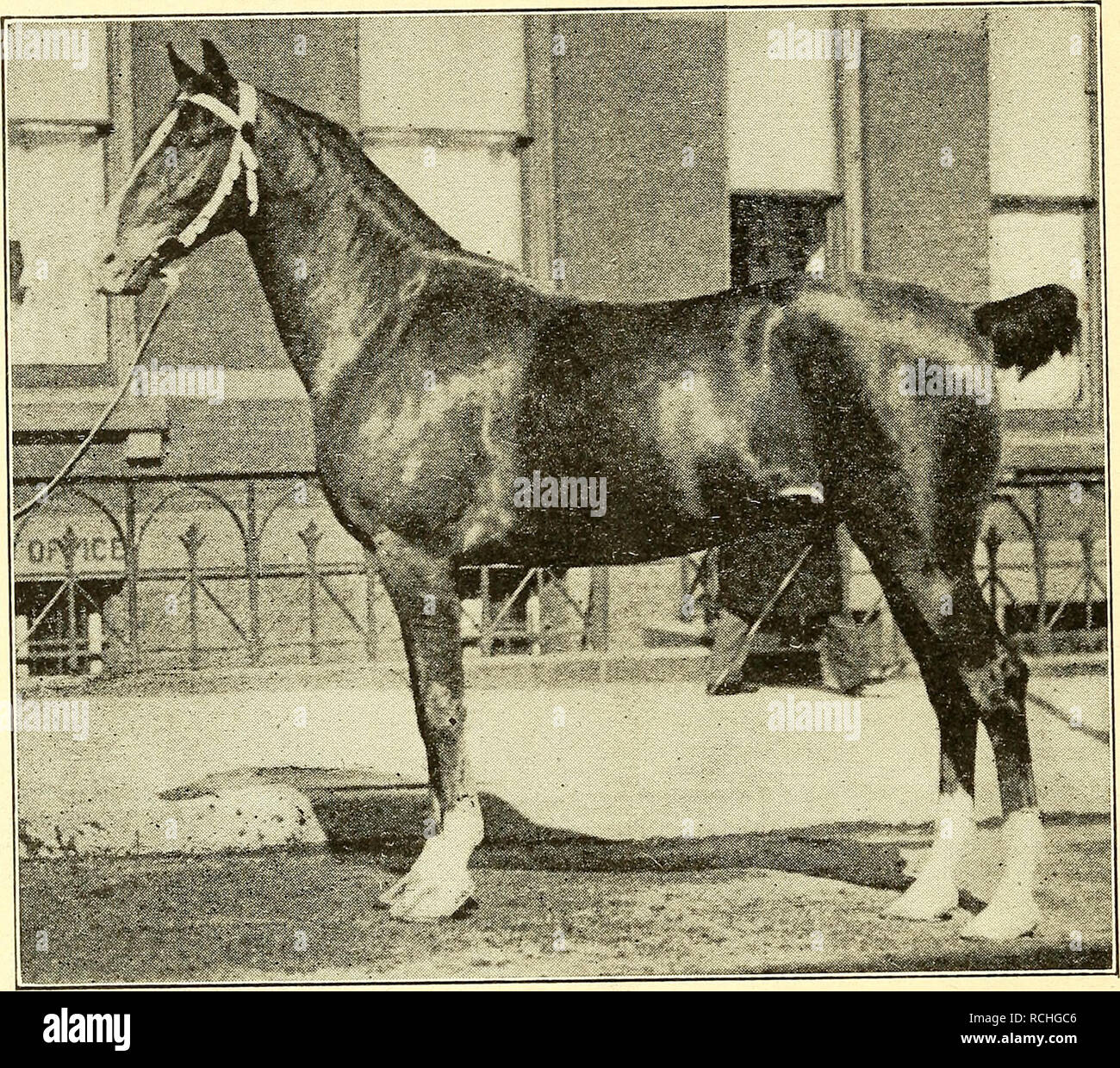 . Elements of hippology. Horses. 12 ELEMENTS OF HIPPOLOGY.. Figure 3