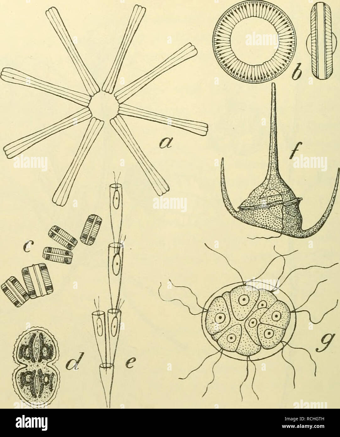 . Die Pflanzendecke ÖsterreichUngarns. Auf Grund fremder und eigener