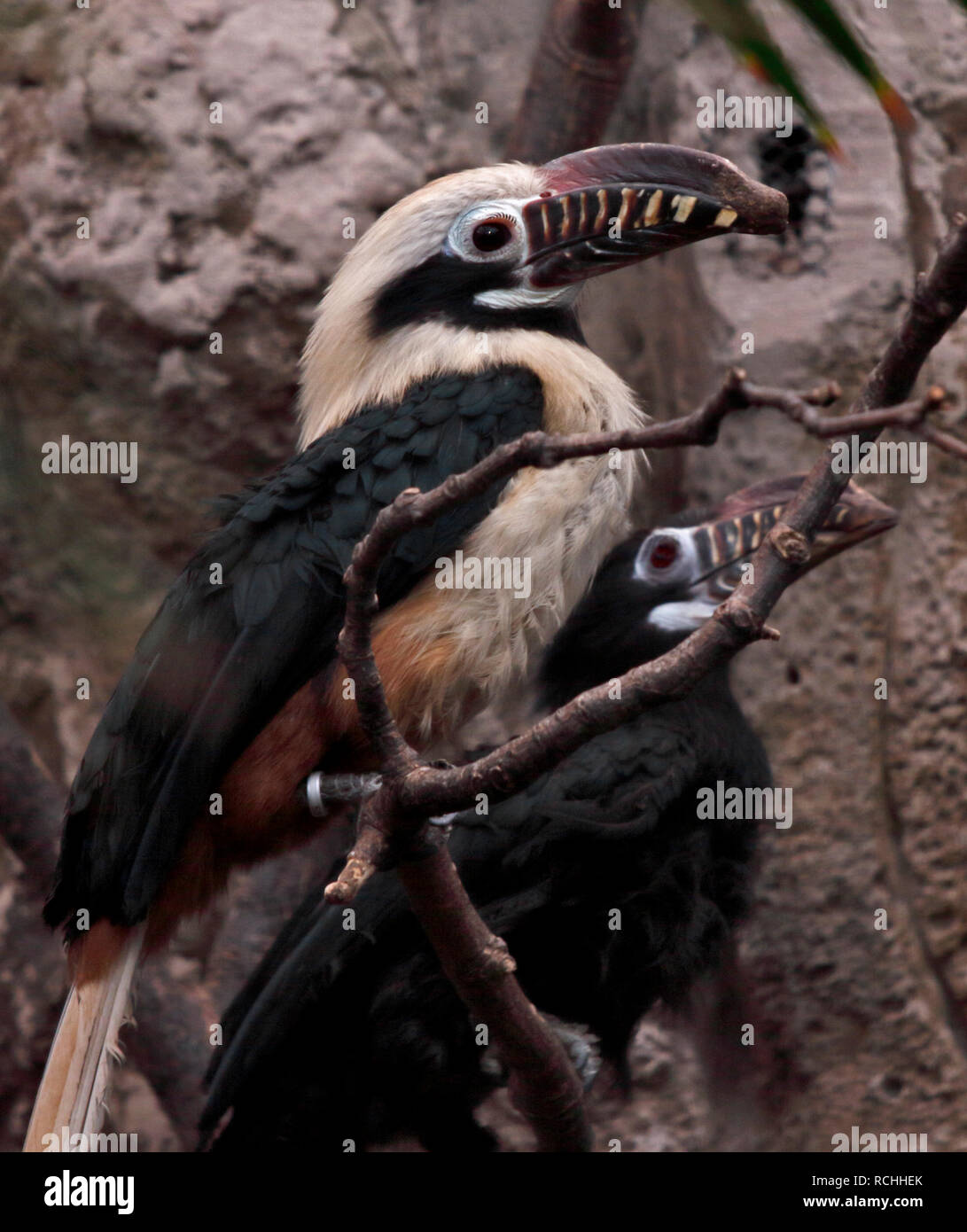 Visayan Tarictic Hornbills (penelopides Panini) Stock Photo