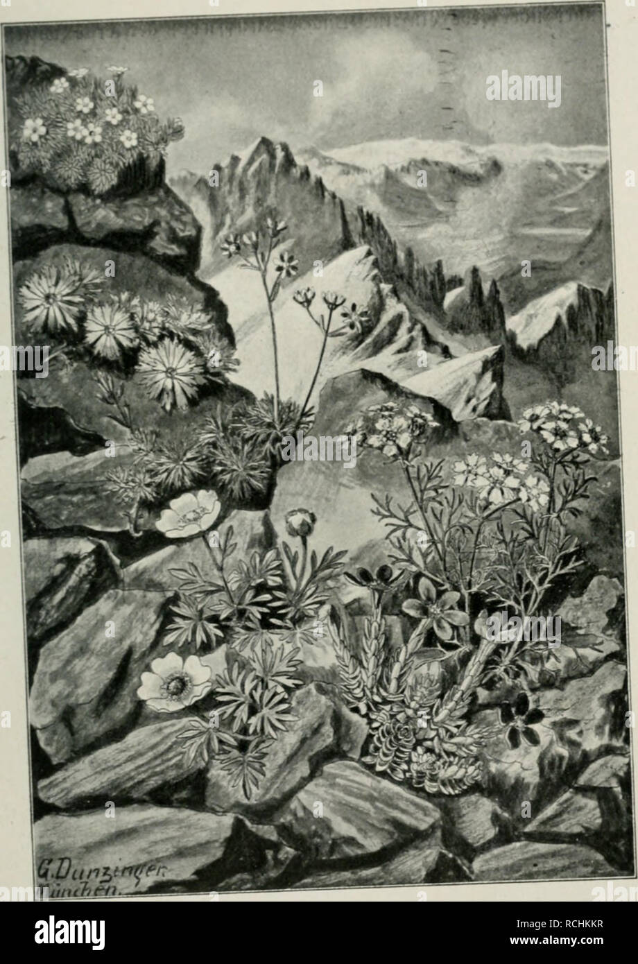 . Die Natur in den Alpen. Mountain plants. Die £)öd)jten Sd)neepflan3cn. Cinfs unten bte hinter bem Achi..-. Schata unb S. museoides. (Xlod, b« Hatur „».«» por Ranunculus glacialis), beneben Gentiana brachyphylla, &lt;E,stanuntel (Ranunculus g Androsace giacialis. Saxifraga mo- cniUea atrata W*. 1«*™™^^%^,«.*^). Please note that these images are extracted from scanned page images that may have been digitally enhanced for readability - coloration and appearance of these illustrations may not perfectly resemble the original work.. Francé, Raoul Heinrich, 1874-. Leipzig T. Thomas Stock Photo