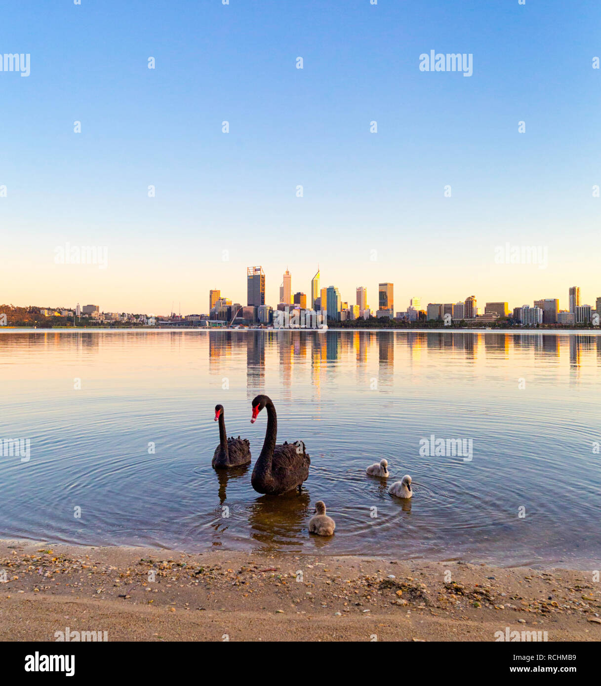 Perth, Western Australia. Two black swans - Cygnus atratus - and their cygnets on the shores of the Swan River in South Perth Stock Photo