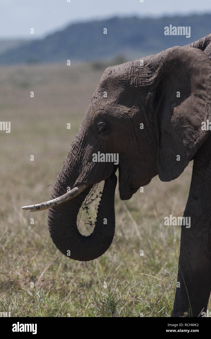 elephant playing with mud Stock Photo