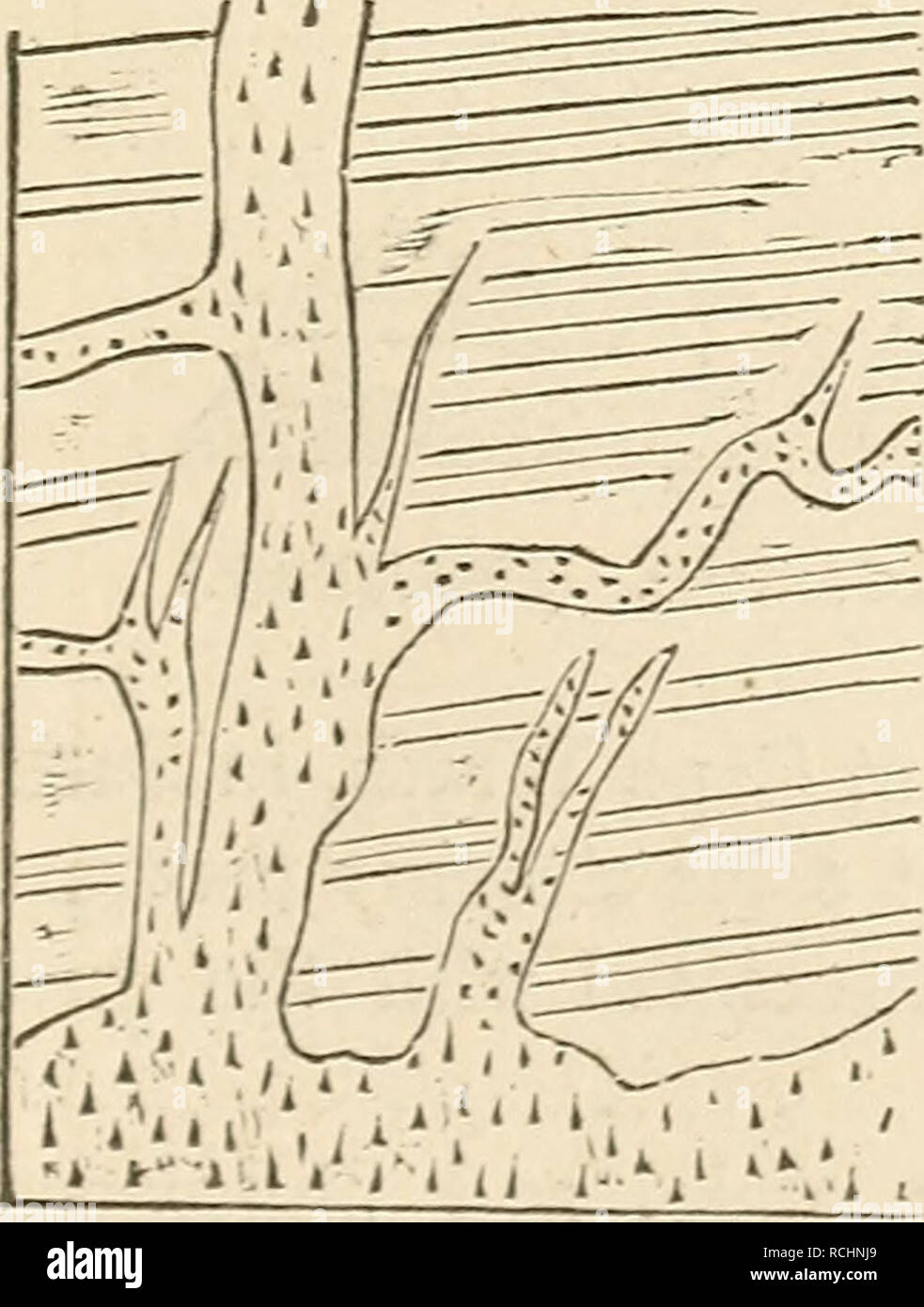 Elements of geology, or, The ancient changes of the earth and its  inhabitants as illustrated by geological monuments. Geology. Ch. XXXHI.]  STRUCTURE OF GRANITE VEINS. 711 the undulating outline of the