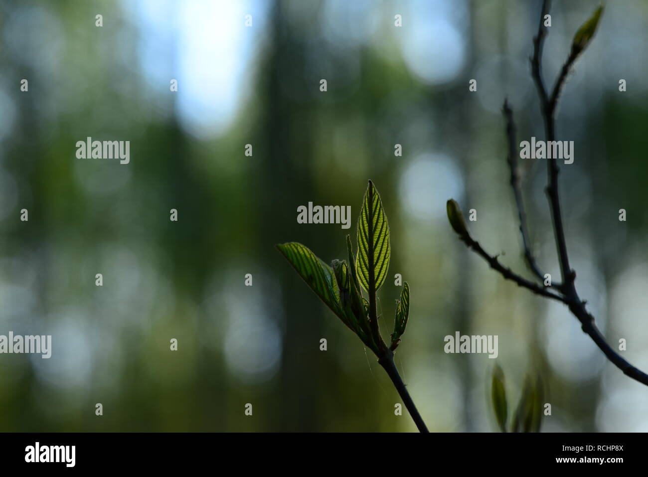 Spring nature dissolves the first fresh leaves Stock Photo Alamy