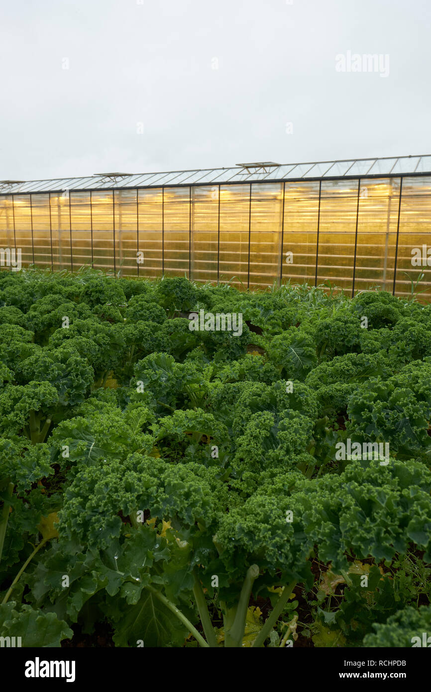The geothermally powered and heated Hveravellir farm and greenhouses near Húsavík in Iceland. Stock Photo
