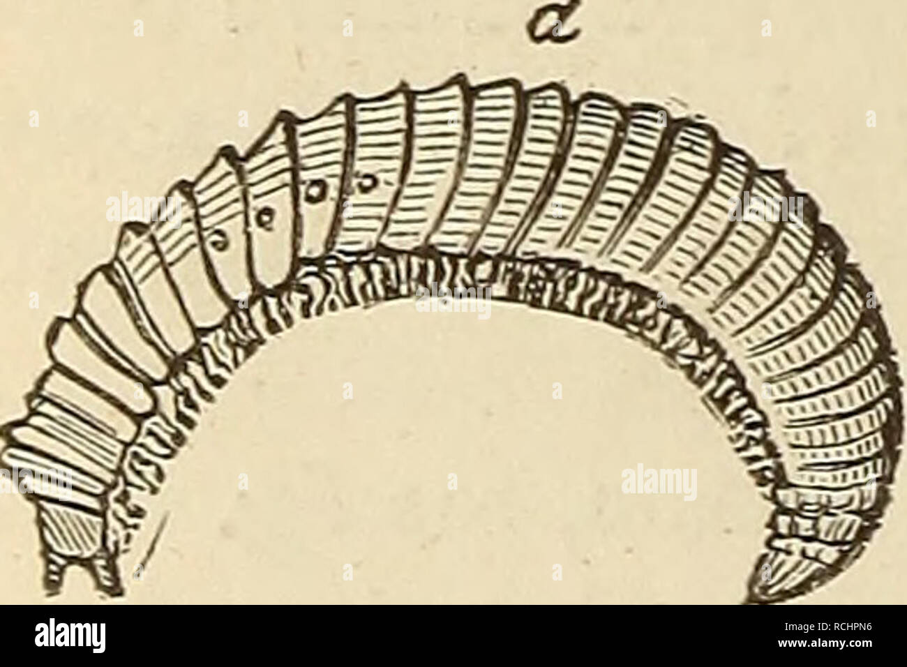 Pupaeform Shell . Elements of geology, or, The ancient changes of the earth and its ...