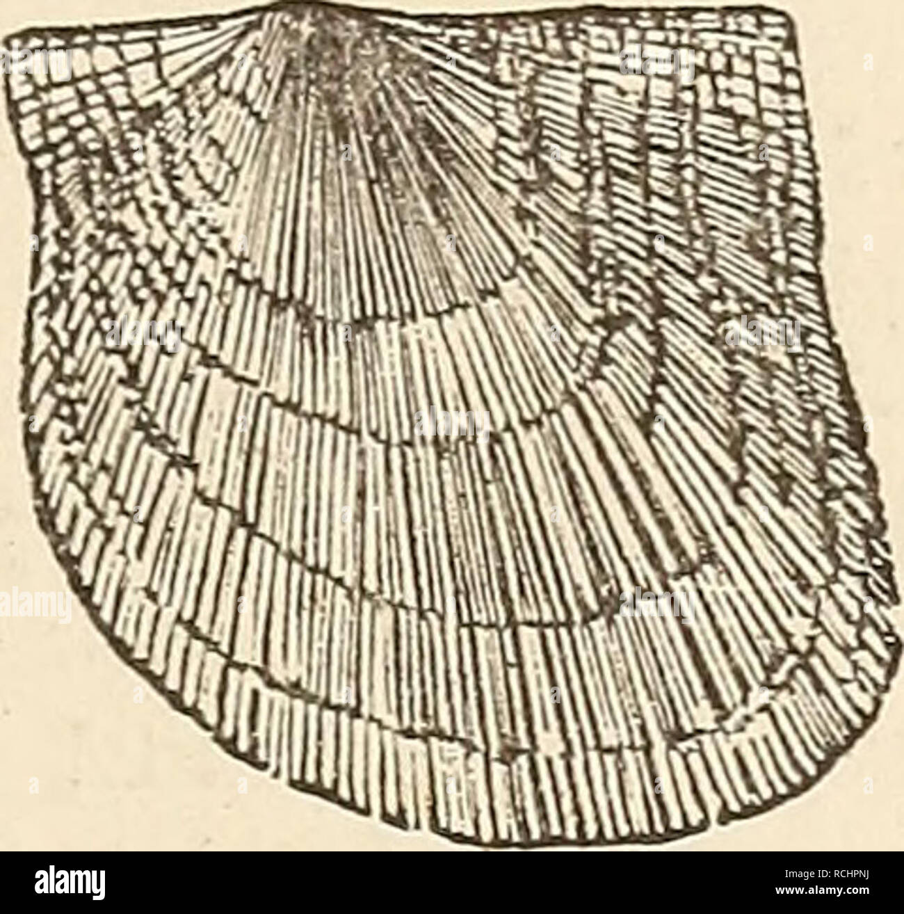 . Elements of geology, or, The ancient changes of the earth and its inhabitants as illustrated by geological monuments. Geology. Goniatites Listeri, Martin sp. Avicula papyracea, Goldf. (Pecten papyraceus, Sow.) No similarly intercalated layer of marine shells has been noticed in the neighboring coal-field of Newcastle, where, as in South &quot;Wales and Somersetshire, the marine deposits are entirely below those containing terrestrial and freshwater remains.* Clay-iron-stone.—Bands and nodules of clay-iron-stone are common in coal-measures, and are formed, says Sir H. De la Beche, of carbon-  Stock Photo