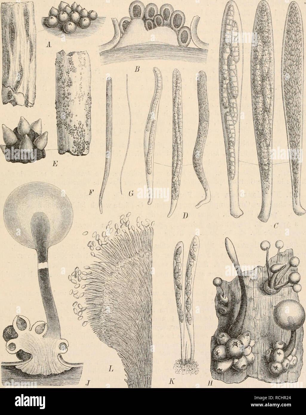 . Die Natürlichen Pflanzenfamilien nebst ihren Gattungen und wichtigeren Arten, insbesondere den Nutzpflanzen, unter Mitwirkung zahlreicher hervorragender Fachgelehrten begründet. Botany. Hypocreales. (Lindau. 361 U Arten, davon 3 in Deutschland. 0. scolecosporaBveL clTav. (Fig. 241 I») an jüngeren Teilen gefüllter Kiefern in Westfalen. Die Sporen bilden im Schlauch bereits eine Unzahl von kleinen Sprossconidien. An den Mycelien erhielt Brefeld in der Cultur Tubercularia- artige Conidieiilager. 0. belonospora (Schrot.) Sacc. auf den Stromata von Diatrrjpe Stigma in Schlesien. 0. Briardi Boud.  Stock Photo