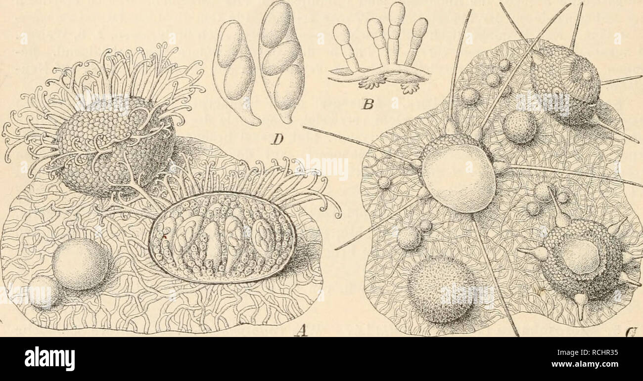 . Die Natürlichen Pflanzenfamilien nebst ihren Gattungen und wichtigeren Arten, insbesondere den Nutzpflanzen, unter Mitwirkung zahlreicher hervorragender Fachgelehrten begründet. Botany. 332 Perisporiales. (Lindau. 6. Uncinula Lev. Haustorien gelappt. Fruchtkörper mit einfachen oder 2—3gabe- ligen, spitzen, an den Enden mehr oder weniger spiralig eingerollten Anhängseln. Schläuche zu mehreren im Fruchtkörper, sehr kurz gestielt, mit 2 — 8 hyalinen, ellipso- idischen Sporen. Sonst wie Microsphaera. Gegen ^0 Arten, davon 5 in Deutschland. U. Salicis (DC.) Wint. auf den B. von Salix und Populus  Stock Photo