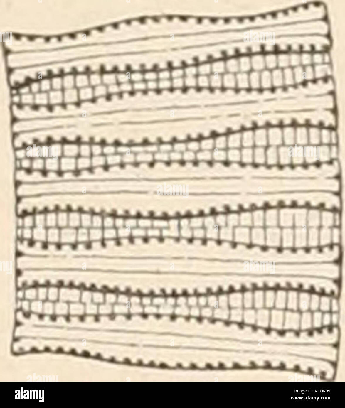 . Die Natürlichen Pflanzenfamilien nebst ihren Gattungen und