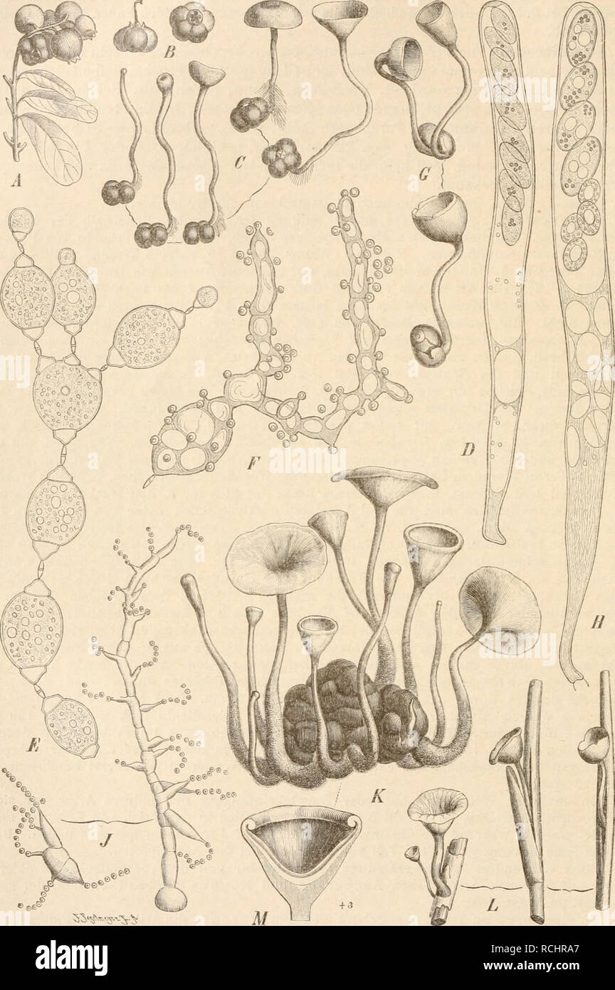 . Die Natürlichen Pflanzenfamilien nebst ihren Gattungen und wichtigeren Arten, insbesondere den Nutzpflanzen, unter Mitwirkung zahlreicher hervorragender Fachgelehrten begründet. Botany. 198 Pezizineae. (Lindau.. Fig. 156. A—E Sclerotinia ürnula (Weinin.) Rehm. A, B Sclerotien, nat. Gr.; C auskeimende Sclerotien, nat. Gr.; D Schlauch (520/1); E Chlaraydosporen mit den Disjunctoren (520/1); F Conidienauskeimung am Mycel und an der Chlamydospore (520/1). — G, H S. baccarum {Schröi.) Rehm. 0 gekeimte Sclerotien; H Schlauch (ö'iO/l). — J S. Trifoliorum Eriks., Conidienhildung (350/1). — K S. tub Stock Photo