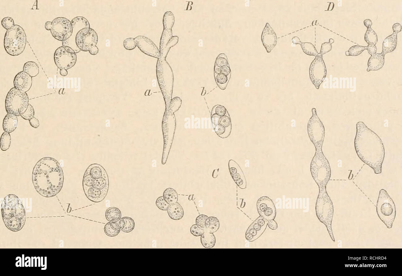 . Die NatÃ¼rlichen Pflanzenfamilien nebst ihren Gattungen und wichtigeren Arten, insbesondere den Nutzpflanzen, unter Mitwirkung zahlreicher hervorragender Fachgelehrten begrÃ¼ndet. Botany. Proloascineae. (SchrÃ¶ter. 153 I. Saccharomycetaceae. Vegetative Zellen isoliert oder zu Sprossverbfinden, ketten- oder bÃ¤umchenfÃ¶rmig, vereinigt; jede Zelle sprossiÃ¤hig. Schliiiiclie den vegetativen Zellen gleich oder wenig von ihnen verschieden, 2, 4 oder 8 (durch Fehlschlagen zuweilen 3, 5), selten eine einzige Spore enthaltend. Schlauchsporen bei der Weiterentwickelung wieder Spross- verbÃ¤nde bilden Stock Photo