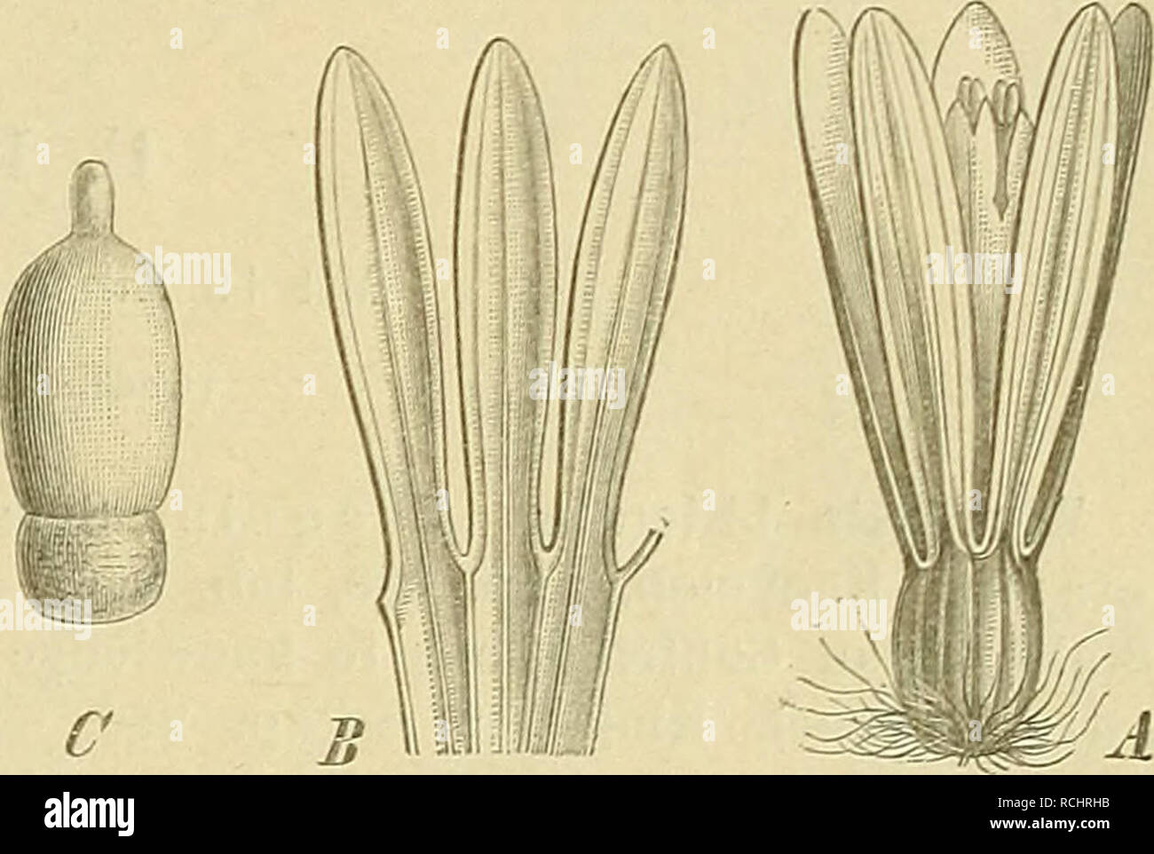 . Die Natürlichen Pflanzenfamilien : nebst ihren Gattungen und wichtigeren Arten, insbesondere den Nutzpflanzen. Plants; Plants, Useful. Fig. 70. A, B Gomphrena apliylla Polil. — C—F Iresine portidacoides (St. Hil.) Mo&lt;i. * Ungefähr 20 Arten im tropischen und außertropischen Amerika und Afrika; einige wenige Vertreter sind auf die Galapagosinseln beschränkt. Sect. I. Philoxerus R. Br. mit 8 Bl. und dichtblütigen, kopfförmigen Blütenständen. Blh. vom Rücken zusammengedrückt, einer mehr oder weniger fleischigen Basis aufsitzend. Staubfadenröhre Szipfelig. Mit wenigen Arten im östlichen tropis Stock Photo