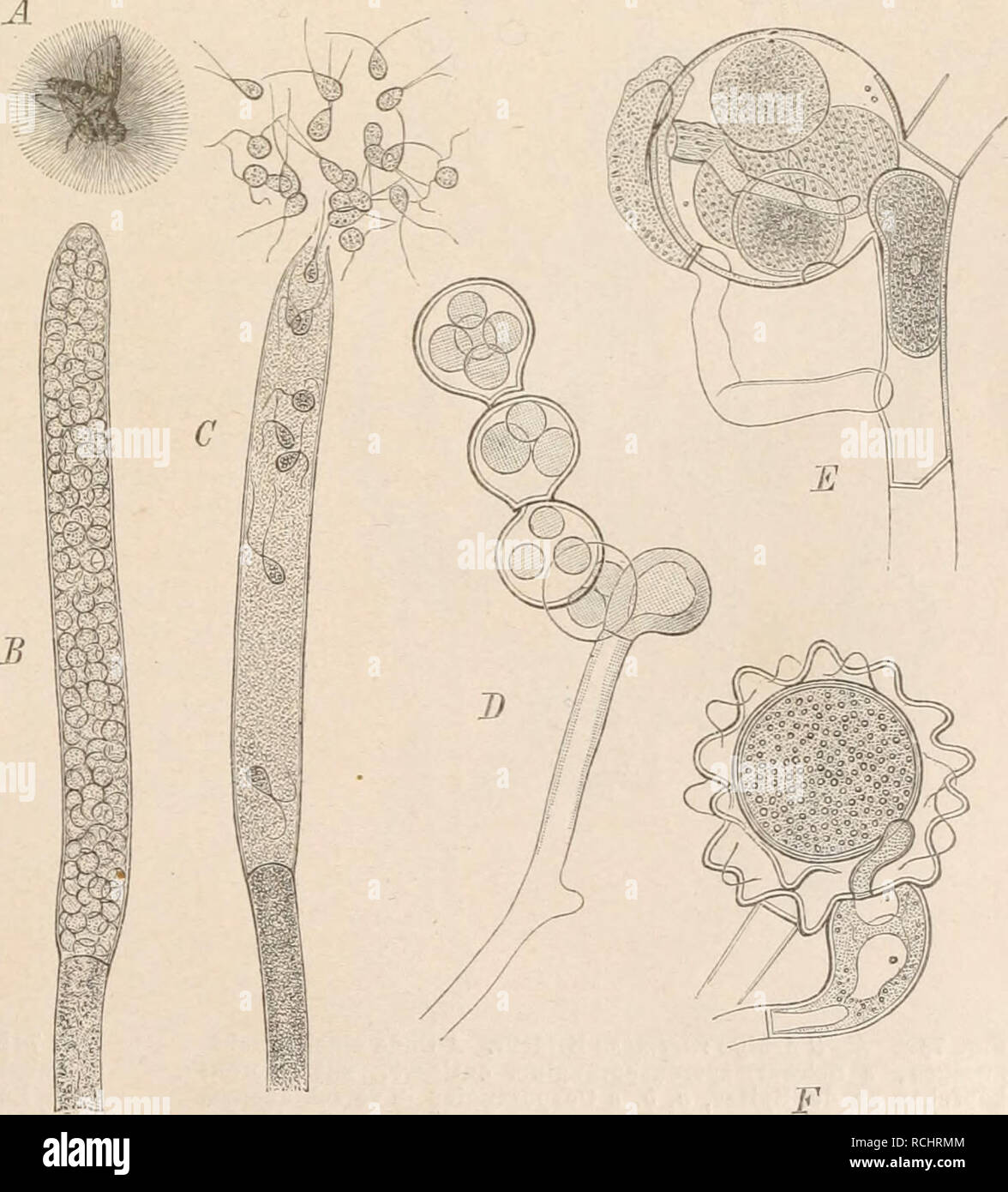 . Die Natürlichen Pflanzenfamilien nebst ihren Gattungen und wichtigeren Arten, insbesondere den Nutzpflanzen, unter Mitwirkung zahlreicher hervorragender Fachgelehrten begründet. Botany. Fig. 76. Pythiopsis cyinosa De Bary. A Faden mit Schwärmsporensporangien ; B Oogon mit Antheridien; C reife Oospora. (A lüO/1, B, £? 750/1.) (Nach De Bary.) I. Pythiopsis De Bary. Schwärmsporensporangien endstUndig, in cymöser An- ordnung oder reihenweise hintereinander, eiförmig, nach der Entleerung nie durch- wachsend. Schwärnisporen mit 2 endstän- digen Cilien, aus der Sporangienöffnung ausschwärmend und s Stock Photo