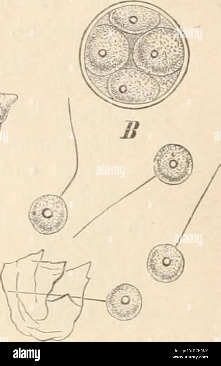 . Die NatÃ¼rlichen Pflanzenfamilien nebst ihren Gattungen und wichtigeren Arten, insbesondere den Nutzpflanzen, unter Mitwirkung zahlreicher hervorragender Fachgelehrten begrÃ¼ndet. Botany. ^. Fig. C6. Polyrhina midiiformis Sorok. A Mycel und Spo- Fig. 67. Tetrachytrium triceps Sorokin. A reifes rangien in ihrer Lage (bei c ein Glied von Catenaria Aiigvil- PflÃ¤nzclien; Â£ Spovangium mit Sporen; C SchwÃ¤rm- lulae in demselben Wurme); .Ã reife Sporangien und Entleerung sporen (450/1). (Nach. Sorokin.) der SchwÃ¤rmsporen (etwa 500/1). (Nach Sorokin.) 1 Art. T. triceps Sorokin. SporangientrÃ¤ger  Stock Photo