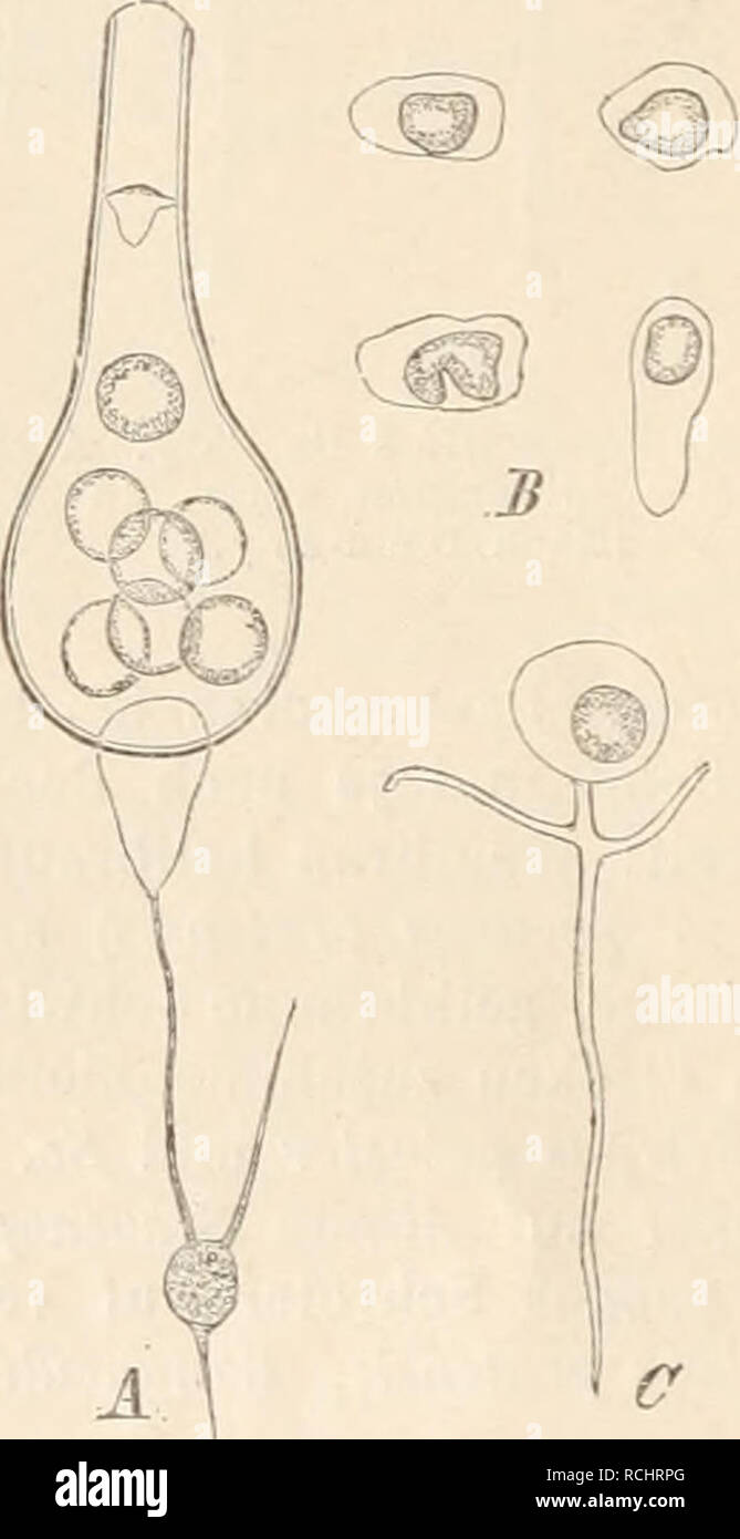 . Die NatÃ¼rlichen Pflanzenfamilien nebst ihren Gattungen und wichtigeren Arten, insbesondere den Nutzpflanzen, unter Mitwirkung zahlreicher hervorragender Fachgelehrten begrÃ¼ndet. Botany. 82 Chytridineae. (SchrÃ¶ter.) oft schwach amÃ¶boid verÃ¤nderlich, etwa 5 /n breit, mit 1 Cilie und stark liclitbrechendem Kerne. In den unter dem Wasser befindlichen Gewebsteilen von Acorus Calamus, Iris Pseu- dacorus und Glyceria aquaUca. â Cl. potyStoma Zopf. Sporangien meist intercalar am Mycel gebildet, mit 4â6 sehr ungleich langen MÃ¼ndungsrÃ¶hren; Inhalt mennigrot. SchwÃ¤rmsporen mit  Cilie und ^elbr Stock Photo