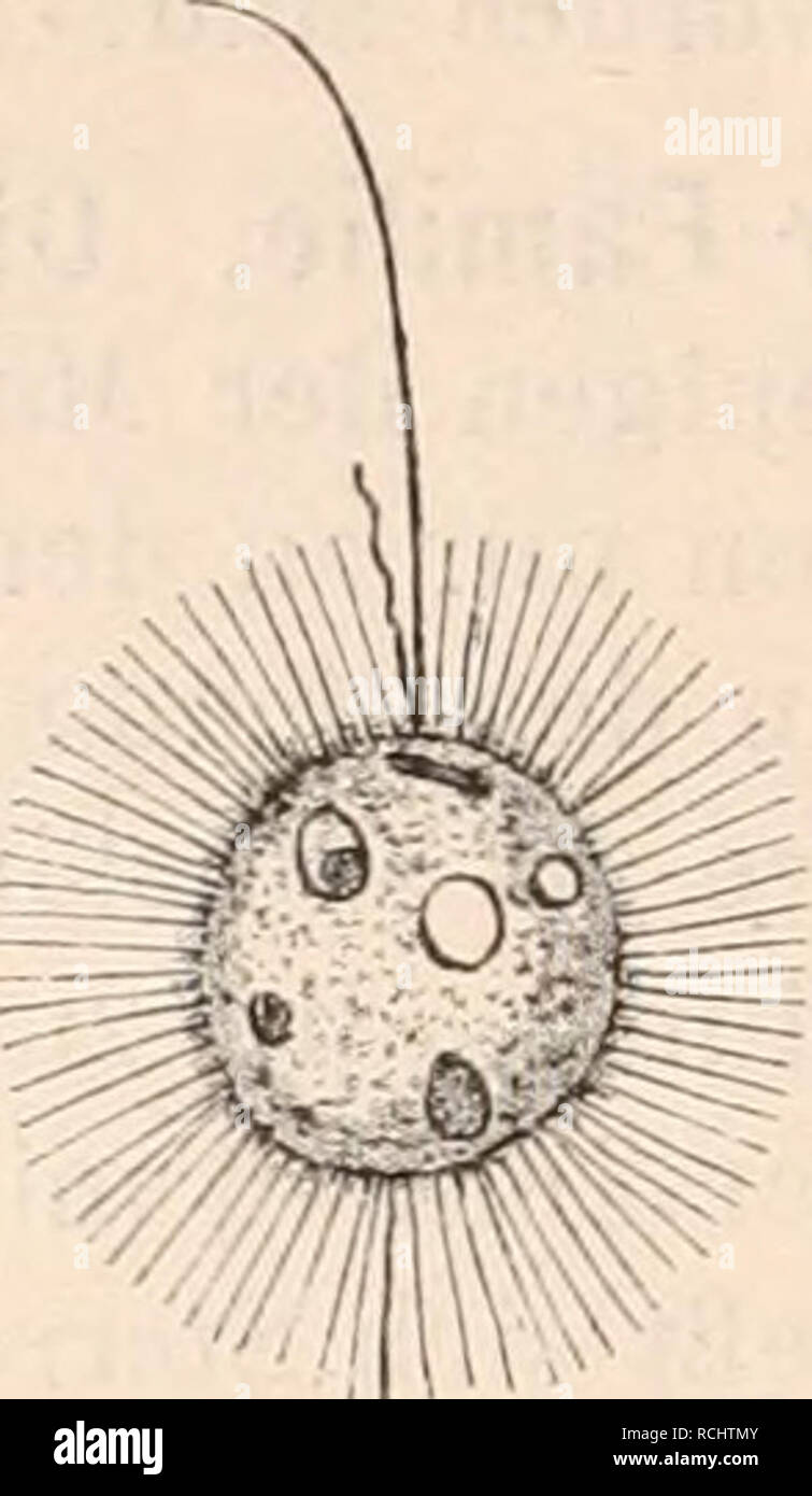 . Die Natürlichen Pflanzenfamilien nebst ihren Gattungen und wichtigeren Arten, insbesondere den Nutzpflanzen, unter Mitwirkung zahlreicher hervorragender Fachgelehrten begründet. Botany. C I Fig. 88. A Monas vivipara Ehbg. 1 freischwimmendes, 2 festsitzendes Exemplar mit 2 Nebengeißeln (050/1). — B Sterromonas formicina Kent. n Kern, cv contractile Vacuole (1200/1). — C Physomonas vestita Stokes (750/1). — D Bicoeca dissimüis Stokes (800/1). (A nach Stein (1878); B nach Kent (18S2); C und D nach Stokes (1888)) Bewegung gemächlich, mit ausgestreckter langer, und pendelnder kurzer Geißel, zuwei Stock Photo