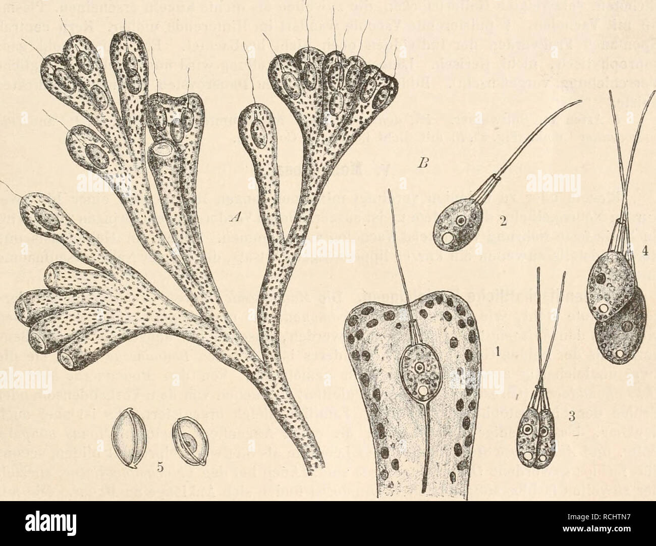 . Die Natürlichen Pflanzenfamilien nebst ihren Gattungen und wichtigeren Arten, insbesondere den Nutzpflanzen, unter Mitwirkung zahlreicher hervorragender Fachgelehrten begründet. Botany. Protomastigineae. (Senn.) 129 2 Arten im Süßwasser z. B. D. frequentissima Zach. (Fig. 86, A). Zacharias, Plöner For- schungsber. II. 4 894 S. 75—76. groß; 12. Codonosigopsis (Robin) Senn. (Fig. 86 B). Kugelig, nackt, 10 — 1 5 [x einzeln oder mehrere Individuen zu Dolden vereinigt auf langen Stielen sitzend Codonosiga, aber mit 2 Kragen. 4 Art C. Robini Senn (Fig. 86, ß), im Süßwasser. 13. Liplosigopsis Franc Stock Photo
