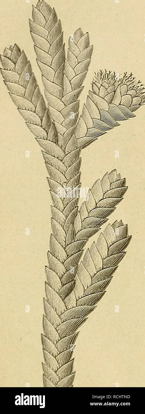 . Die Natürlichen Pflanzenfamilien : nebst ihren Gattungen und wichtigeren Arten, insbesondere den Nutzpflanzen. Plants; Plants, Useful. 186 Compositae. (Hoffmann. 220. Luciliopsis Weddell. Shäusig; Kf. klein, an den Zweigenden sitzend; Pp. aus Borsten bestehend, die bei den Q Bl. am Grunde ringförmig zusammenhängen. — Winzige Kräuter, mit kleinen gegenständigen B. 2 Arten, ^ auf trockenen Wiesen in den Anden von Bolivia, L. perpusilla Wedd., und nach Bentliam noch eine unveröffentlichte auf dem Antisana. 221. Antennaria Grtn. 2häusig; Kf. ziemlich klein, vielblütig, in einen endständigen Eben Stock Photo