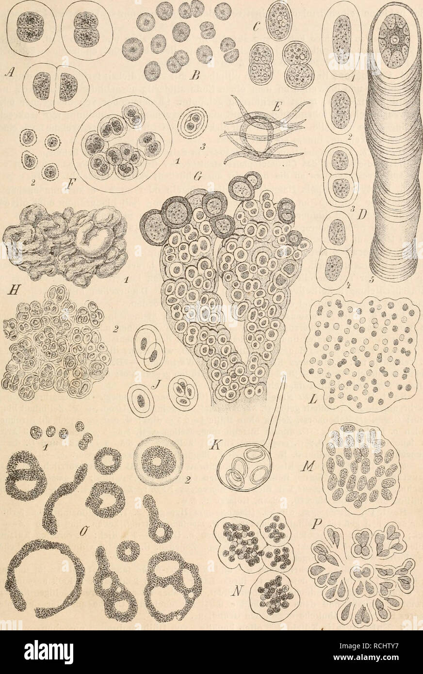 . Die Natürlichen Pflanzenfamilien nebst ihren Gattungen und wichtigeren Arten, insbesondere den Nutzpflanzen, unter Mitwirkung zahlreicher hervorragender Fachgelehrten begründet. Botany. Chroococcaceae. (Kirchner.) 53. Fig. 49. A Chroococcus turgidlis Näg. (575|1). — B Synechocystis aquatilis Sauv. (1000/1). — C Syuechococcns airu- ginosus Näg. (575/1). — D C'hrootlicce RichterianaH.a.nsg. (575/1). — E Dactylococcopsis rhaphidioides Hansg. ('2000/1).— F Gloeocapaa sanguinea Kütz., 1 vegetative Familie, 2 Dauerzellen, 3 Keimungszustand einer Dauerzelle (575/1). — G Entophysalis granulosa Kütz. Stock Photo