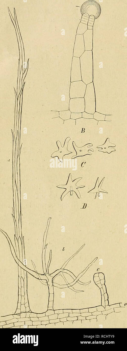 . Die Natürlichen Pflanzenfamilien : nebst ihren Gattungen und wichtigeren Arten, insbesondere den Nutzpflanzen. Plants; Plants, Useful. 90 Compositae. (Hoffmann. haare eine mehr oder weniger dicht wollig-filzige Bekleidung, so die eigentümlichen breiten, gestielten Sternhaare von Piptocarpha macropoda DC.) Bali. (Fig. 56 D). Schül- feri»e Bekleidung ist seltener; sie kommt z. B. bei Eremanthus incanus Less. vor und besteht hier aus sitzenden, sehr unregel- mäßig sternförmigen Schüppchen (Fig. 56 C). Ein dichter Filz ausgetrockneter Haare ist für viele Gnaphalinae, Filagininae u. andere charak Stock Photo
