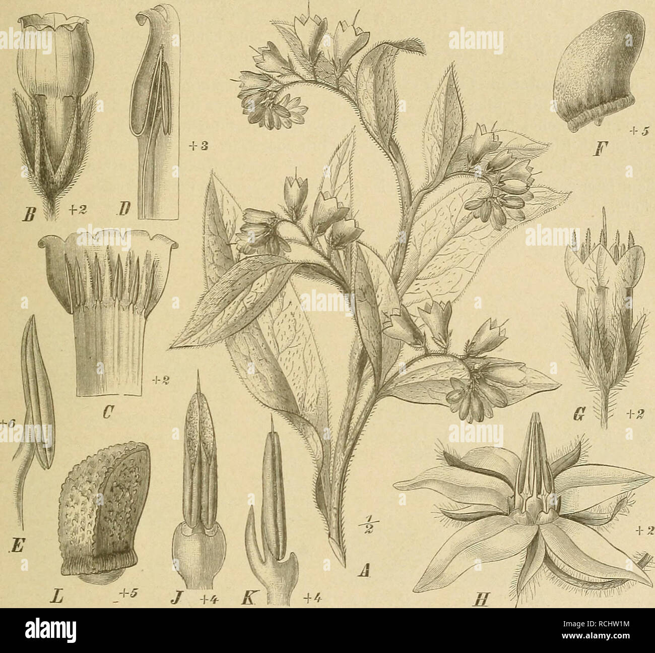 . Die Natürlichen Pflanzenfamilien : nebst ihren Gattungen und wichtigeren Arten, insbesondere den Nutzpflanzen. Plants; Plants, Useful. Borraginaceae. (Gurke. 113 bei Knochenbrüchen (daher der Name Beinwell) angewendet, und auch zum Rotfärben benutzt; die Bl. werden zuweilen in der Volksmedicin gegen Katarrh benutzt, und die B. in manchen Gegenden als Gemüse gegessen. In ähnlicher Weise wurde die Wurzel von S. tuberosum L. als Radix Symphyti flore luteo angewendet. S. asperrimum M. Bieb. wird in den Kaukasuseegenden als vortreffliches Futterkraut angebaut.. f ig. 44. A SymphyUim asperrimum Si Stock Photo