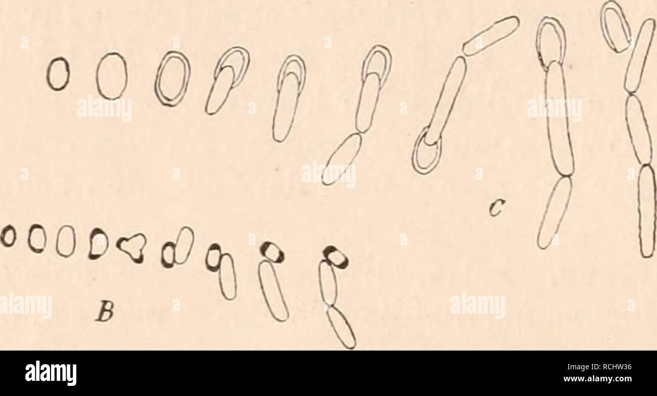 . Die Natürlichen Pflanzenfamilien nebst ihren Gattungen und wichtigeren Arten, insbesondere den Nutzpflanzen, unter Mitwirkung zahlreicher hervorragender Fachgelehrten begründet. Botany. Fig. 2. A Bacillus inflatus A. Koch (2000/1). — B B. subtilis Colin, Keimung der Sporen (1000/1). — C B. amylo- bacter Van Tiegkem , Sporenkeimung (1000/1). — DB. amylobactir Van Tieghem, mit Sporen (1000/1). (A nach A. Koch; B, C nach Prazmowski; sonst Original.) Neben diesen Endosporen wird von einem Teil der Bacteriologen die Existenz einer anderen Form von Dauerzellen, Arthrosporen, bei den Bacterien ange Stock Photo