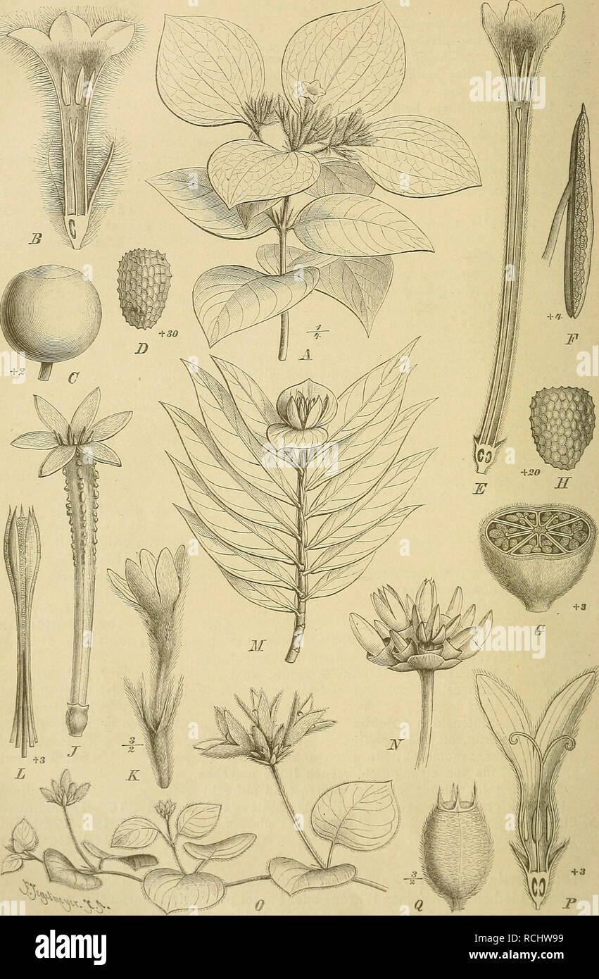 . Die Natürlichen Pflanzenfamilien : nebst ihren Gattungen und wichtigeren Arten, insbesondere den Nutzpflanzen. Plants; Plants, Useful. 62 Rubiaceae. (K. Scluimann.). Fig. 25. 4, B Mnssaenda eruthrophylla Schum. et Tlionn. A Habitus; B Bl. im Längssclmitt — (7, D M. glahra Vahl C'Fr.; J&gt; S. — E-ll Isertia coccinea, (Aubl.) Yahl. E Bl. im Längsschnitt; i^ Stb.; 0 Fr. im Querbchmtt; HS. - J Cassupa verrucosa H. et B., Bl. — K, L Acrunthera seylanica Arn. A&quot; Bl.: /&gt; Androceura. - M Dulymo- chlamm Vihüci Hook, fll., Habitus fnach Icones pl. 1)22). — iV Schradera capitata Valil, kupfche Stock Photo