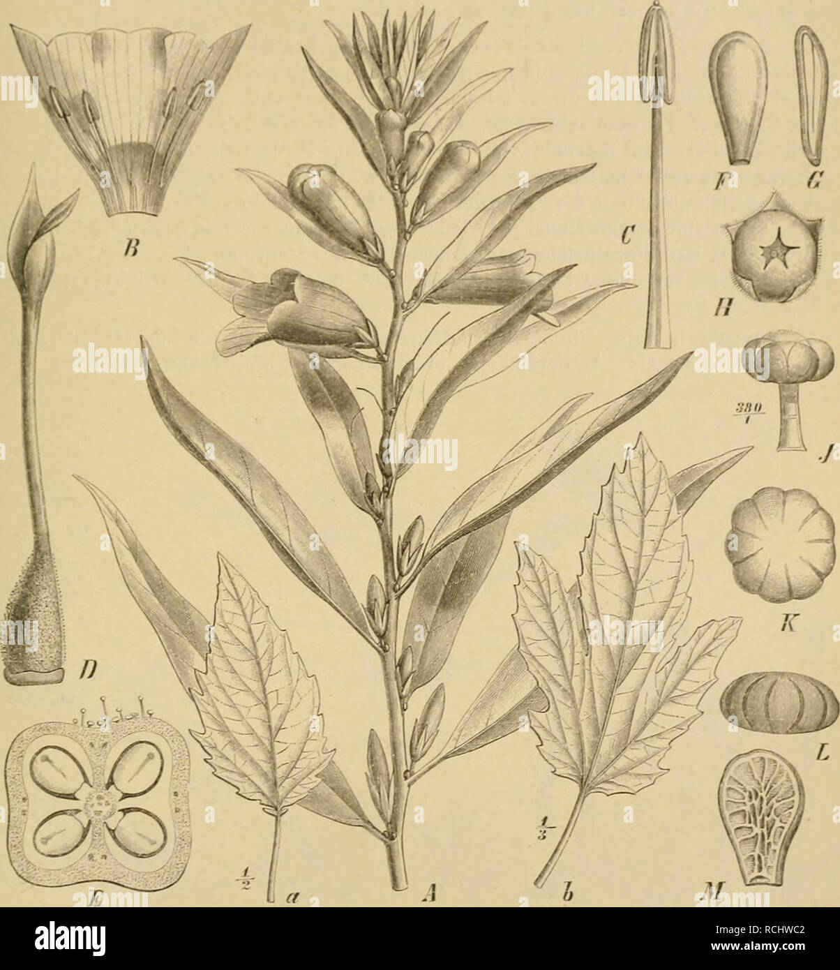 . Die Natürlichen Pflanzenfamilien : nebst ihren Gattungen und wichtigeren Arten, insbesondere den Nutzpflanzen. Plants; Plants, Useful. Pedaliaceae. (Stapf.; 263 stall S. indicum L. iiebaut (Fig. 100 M). S. pcntaphyUum i. M., von Angola I)is in die ostliclien Teile der Kapcolunie und dos Transvaal, mit 5zülilig geUngeiten B. Secl. III. Cluimaesesawumlicwlh.elUuuk.L Kapsei hart, nur an der Spitze aufspringend. S. ungenüj!olt, mit wabiger Samenscliale. — Ausdauernde, niederliegende Kräuter. 2  nahe ervandlo .Xrlt'u im Süden Vorderindiens, namentlich an ili-r Küste.. Fig. 100. A—L Sesamtim in Stock Photo