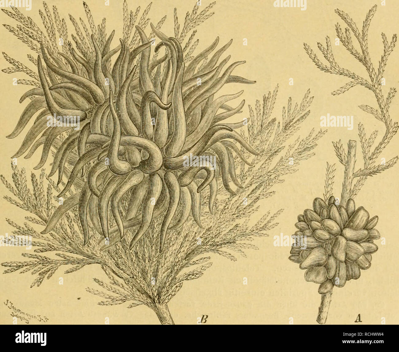 . Die Natürlichen Pflanzenfamilien nebst ihren Gattungen und wichtigeren Arten, insbesondere den Nutzpflanzen, unter Mitwirkung zahlreicher hervorragender Fachgelehrten begründet. Botany. Uredinales. (Dietel.) 53 G. Nidus-avis bringt an Cupressus Ihujoides vogelnestartige Hexenbesen hervor, deren Be- nadelung von derjenigen normaler Zweige verschieden ist. — Meist 3- und 4zellige Teleutosp. haben G. biseptatum Ell. und G. Libocedri Mayr, i- bis 4zellig sind sie bei G. Ellisii (Fig. 31 H,J). Die Abtrennung dieser Art von Gymnosporangium als Hamaspora Ellisii (Berk.) Körn, ist nicht genügend beg Stock Photo