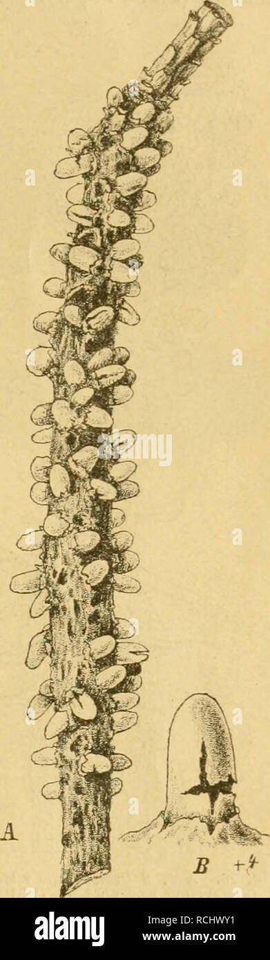 . Die Natürlichen Pflanzenfamilien nebst ihren Gattungen und wichtigeren Arten, insbesondere den Nutzpflanzen, unter Mitwirkung zahlreicher hervorragender Fachgelehrten begründet. Botany. üredinales. (Dietel. 41 sehen, das auf Cynanchum Vincetoxiciim vorkommt. Als Aecidiumform erzeugt dasselbe den sog. Blasenrost auf der Rinde von Piniis silvestris {Peridennium Pini [Willd.] f. corticola ex p.) s. Fig. 25. Aus dem in Rinde und Holz perennierenden Mycel brechen alljährlich im Früh- linge neue Aecidieii hervor; dadurch erhall die Rinde ein rauhes Aussehen (Kiefernkrebs, -räude). Zugleich tritt e Stock Photo
