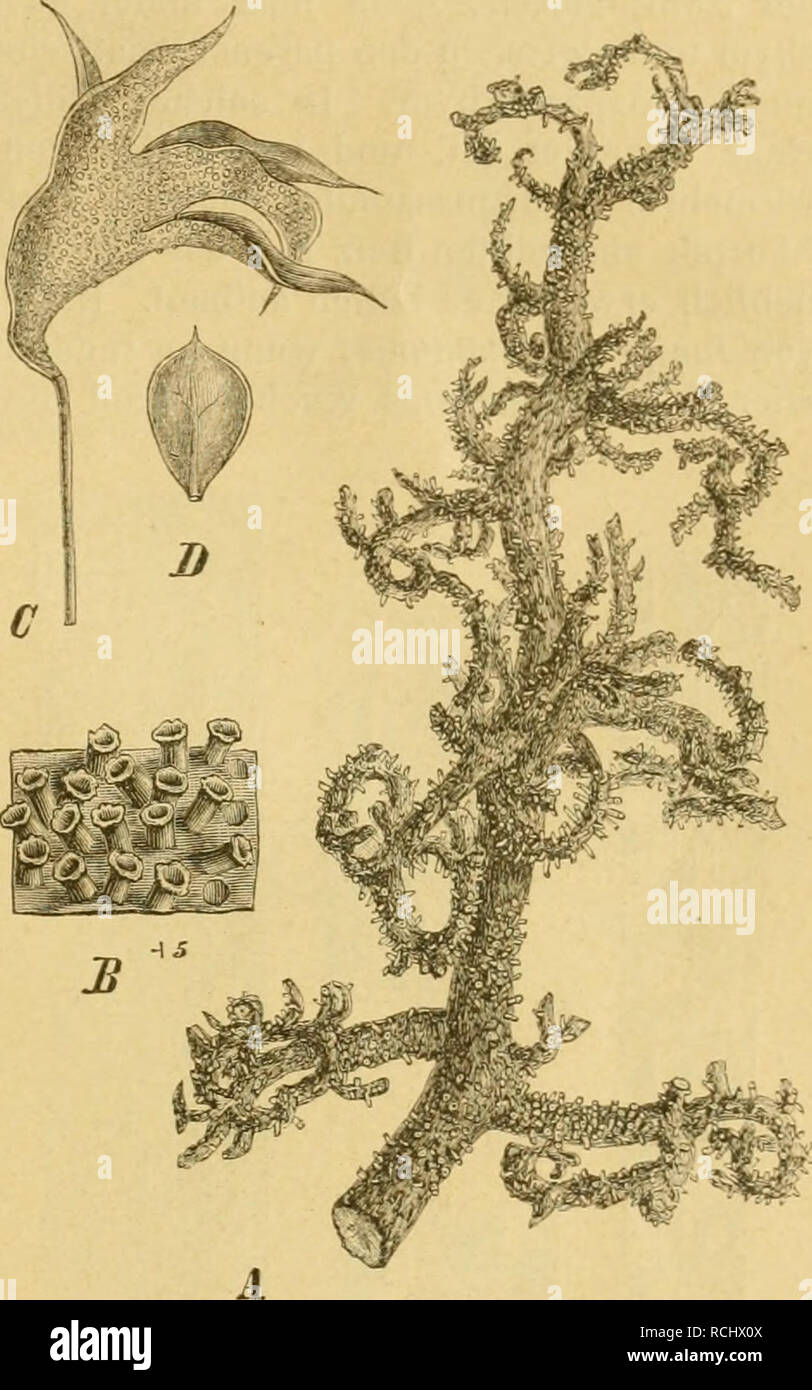 . Die Natürlichen Pflanzenfamilien nebst ihren Gattungen und wichtigeren Arten, insbesondere den Nutzpflanzen, unter Mitwirkung zahlreicher hervorragender Fachgelehrten begründet. Botany. Uredinales. (Dietel.) 27 nieren. Dies ist beispielsweise der Fall bei Puccinia Tragopogonis, Pucc. fusca, Uromyces scutellatus u. a., deren Mycel im Rhizom der Wirtspfl. perenniert. Solche Arten ver- ursachen meist erhebliche Deformationen ihres Wirtes. Diese bestehen oft in einem Kleinerbleiben der B. (z. B. bei Uromyces scutellatus auf Euphorbia), wozu oft eine Ver- breiterung derselben [Aecidium von Uromyc Stock Photo