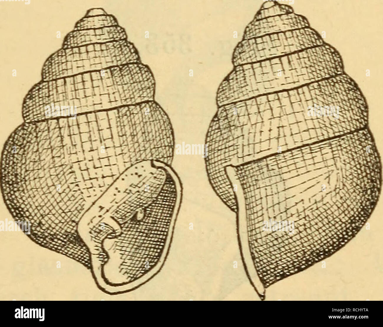 . Die Mollusken-Fauna Mitteleuropa's. Mollusks. 515 Gehäuse: sehwach geritzt, ei-kegelförroig, dünnschalig, glatt, durchscheinend, glasfärben; Gewinde kegelförmig; Wirbel stumpf; Umgänge 5—6, massig gewölbt, durch tiefe Nähte getrennt, der letzte gegen die Naht etwas aufge- blasen, erreicht die Hälfte der ganzen Gehäuselänge; Mün- dung mondförmig, schief, an der Basis etwas erweitert: Spindel kurz, mit einem sehr deutlichen Zahn besetzt; auf der Mündungswand 2 Zähne, der eine stärkere nahe der Spindel gelegen, der andere sehr schwache in der Mitte der Wand; Mundsaum verstärkt, zurückgeschlagen Stock Photo